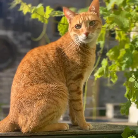 Bed & Breakfast Rouleur Saint-Martory